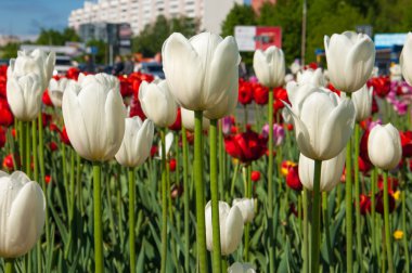 Lale. Soğanlı bitki tohumları. Lily çiçekler ile büyük, fincan şeklinde
