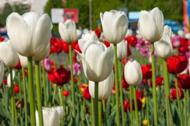 Lale. Soğanlı bitki tohumları. Lily çiçekler ile büyük, fincan şeklinde