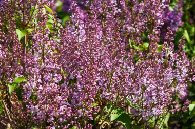 Lila bush. bahar eflatun çiçekli dal. Mayıs ayında leylak bloom. Bahçedeki leylak çalılar