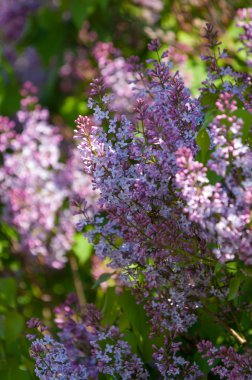 Lila bush. bahar eflatun çiçekli dal. Mayıs ayında leylak bloom. Bahçedeki leylak çalılar