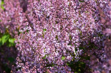 Lila bush. bahar eflatun çiçekli dal. Mayıs ayında leylak bloom. Bahçedeki leylak çalılar