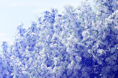 çiçekler Apple. Bahçede çiçek açan elma ağacı