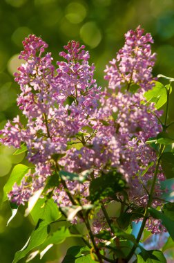Eflatun çiçekler. Mor ya da beyaz güzel kokulu çiçekler ile büyük bahçe Funda.