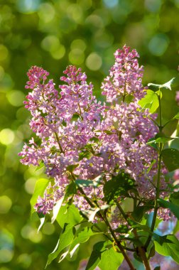 Eflatun çiçekler. Mor ya da beyaz güzel kokulu çiçekler ile büyük bahçe Funda.