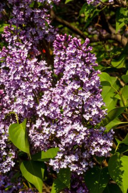 Eflatun çiçekler. Mor ya da beyaz güzel kokulu çiçekler ile büyük bahçe Funda.