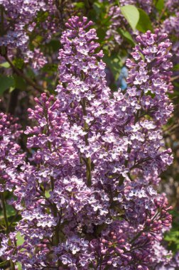 Eflatun çiçekler. Mor ya da beyaz güzel kokulu çiçekler ile büyük bahçe Funda.
