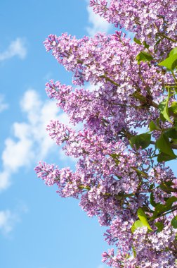 Eflatun çiçekler. Mor ya da beyaz güzel kokulu çiçekler ile büyük bahçe Funda.