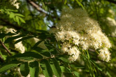 Çiçekler rowan. Rowan bahar zaman solenoidinin enerjisi kesilir. Üvez ağacının beyaz çiçekler. 