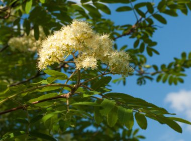 Çiçekler rowan. Rowan bahar zaman solenoidinin enerjisi kesilir. Üvez ağacının beyaz çiçekler. 