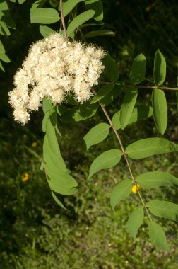 Çiçekler rowan. Rowan bahar zaman solenoidinin enerjisi kesilir. Üvez ağacının beyaz çiçekler. 