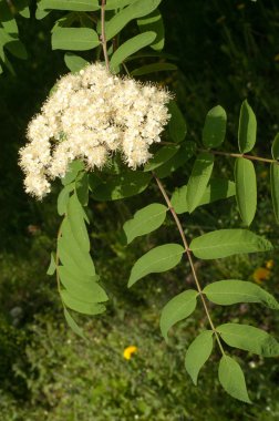 Çiçekler rowan. Rowan bahar zaman solenoidinin enerjisi kesilir. Üvez ağacının beyaz çiçekler. 
