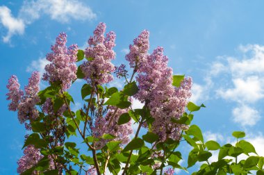 Eflatun çiçekler. Mor ya da beyaz güzel kokulu çiçekler ile büyük bahçe Funda.