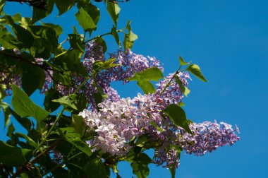 Eflatun çiçekler. Mor ya da beyaz güzel kokulu çiçekler ile büyük bahçe Funda.