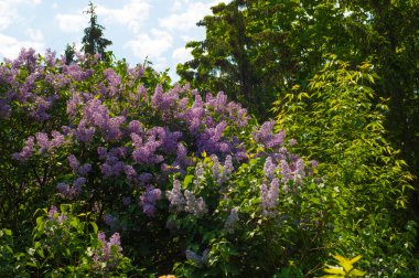 Eflatun çiçekler. Mor ya da beyaz güzel kokulu çiçekler ile büyük bahçe Funda.