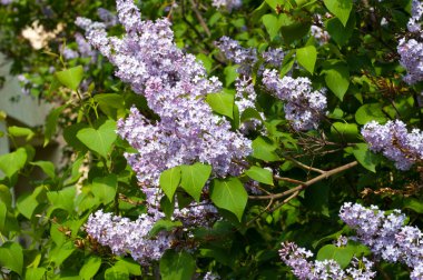Eflatun çiçekler. Mor ya da beyaz güzel kokulu çiçekler ile büyük bahçe Funda.