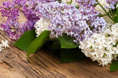 Eflatun çiçekler. Mor ya da beyaz güzel kokulu çiçekler ile büyük bahçe Funda.