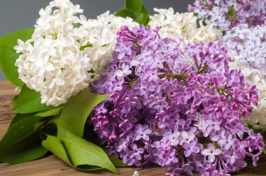 Eflatun çiçekler. Mor ya da beyaz güzel kokulu çiçekler ile büyük bahçe Funda.