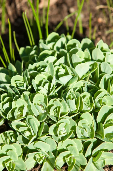 Sempervivum Conosciuto Come Houseleeks Altri Nomi Comuni Includono Liveforever Gallina — Foto Stock