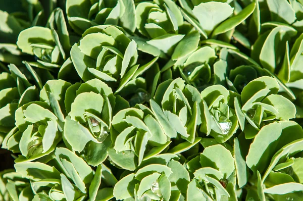 Sempervivum Conocido Como Houseleeks Otros Nombres Comunes Incluyen Liveforever Gallina — Foto de Stock