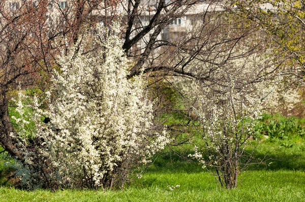 Malus Crabapple Wild Apple Voor Geteelde Fruit Apple Andere Soorten — Stockfoto