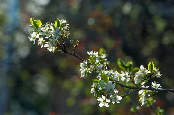 Malus Crabapple Wild Apple Cultivated Fruit Apple Other Species Generally — Stock Photo, Image