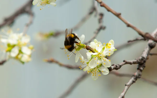 Malus — Stockfoto