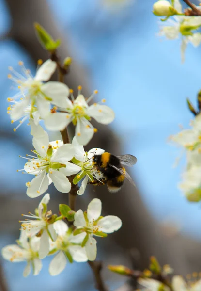 Malus — Stockfoto