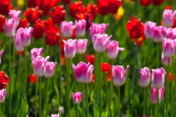 Tulips. Bulbous plant seeds. lily flowers with large, cup-shaped — Stock Photo, Image