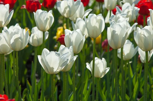 Tulipány Semena Rostlin Soudkovitý Lily Květiny Velkými Hrníček Krásná Kytice — Stock fotografie