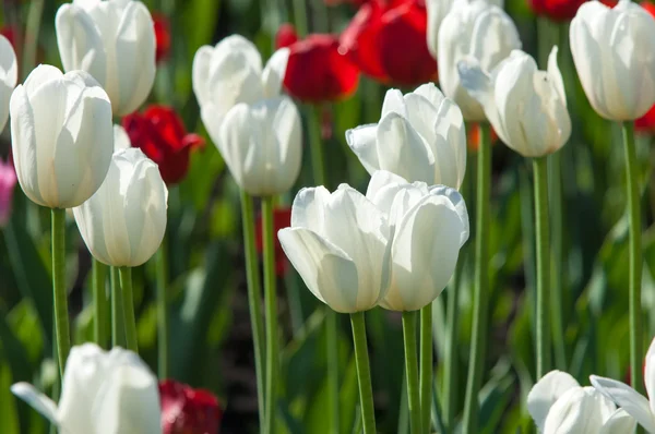 Tulips Bulbous Plant Seeds Lily Flowers Large Cup Shaped Beautiful — Stock Photo, Image