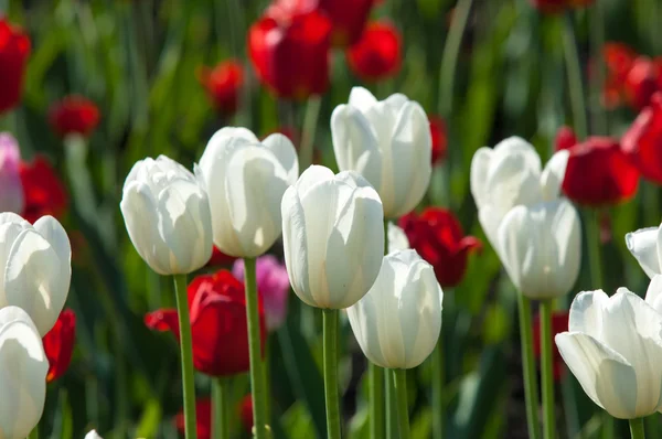 Tulipány. Baňatý rostlinných semen. Lily květy s velkými, hrníček — Stock fotografie