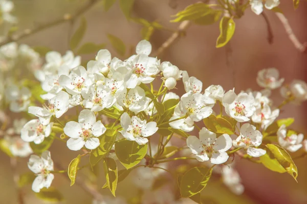 苹果的花朵 — 图库照片