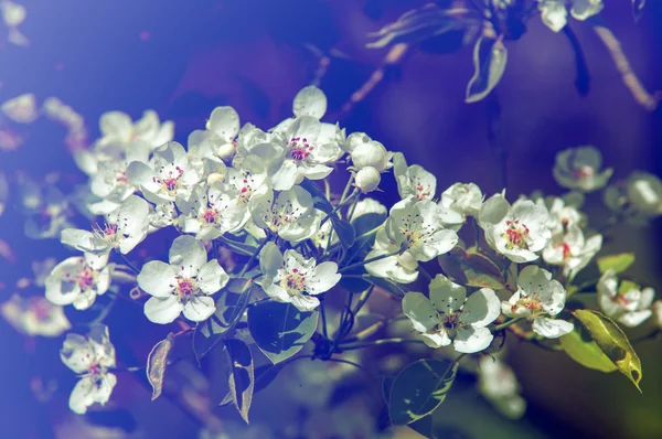 Fiori Mela Sfondo Fiori Mela Consistenza Sensazione Aspetto Consistenza Una — Foto Stock