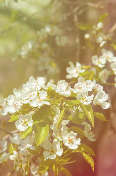 Λουλούδια Της Apple Μήλο Φόντο Λουλούδια Υφή Αίσθηση Εμφάνιση Συνοχή — Φωτογραφία Αρχείου