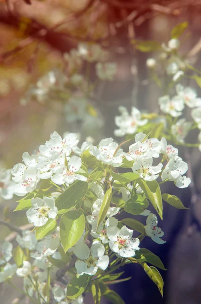 Fiori Mela Sfondo Fiori Mela Consistenza Sensazione Aspetto Consistenza Una — Foto Stock