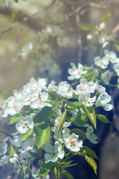 Flowers of apple — Stock Photo, Image