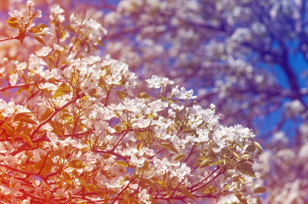 Alma Virágok Alma Virágok Háttér Textúra Úgy Érzi Megjelenés Vagy — Stock Fotó