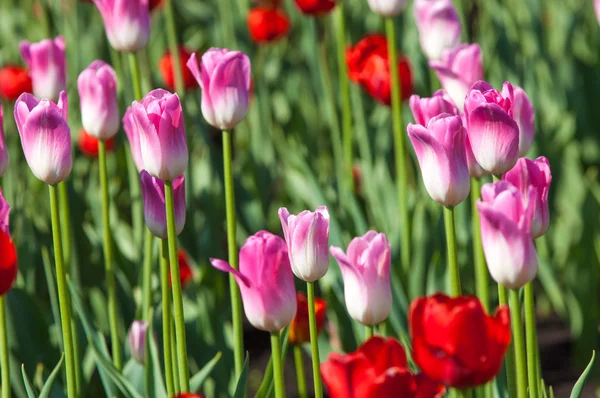 Tulips. Bulbous plant seeds. lily flowers with large, cup-shaped.  Beautiful bouquet of tulips. colorful tulips. tulips in spring.