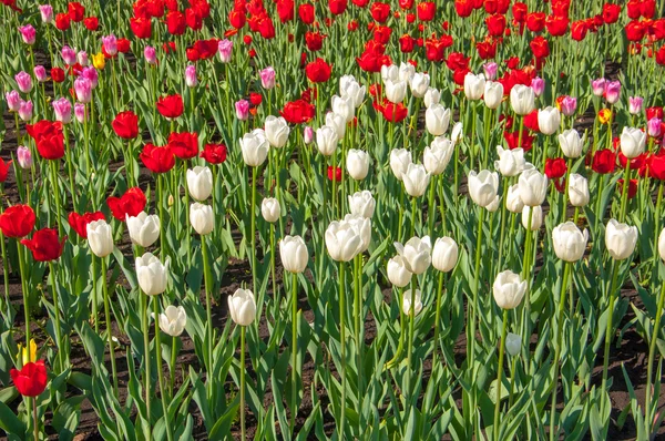 Tulips. Bulbous plant seeds. lily flowers with large, cup-shaped