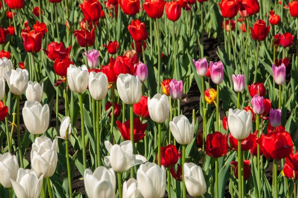 Tulips. Bulbous plant seeds. lily flowers with large, cup-shaped — Stock Photo, Image