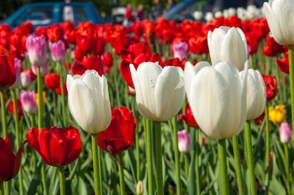 Tulips. Bulbous plant seeds. lily flowers with large, cup-shaped — Stock Photo, Image