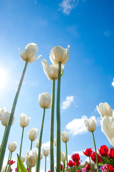 Tulips. Bulbous plant seeds. lily flowers with large, cup-shaped