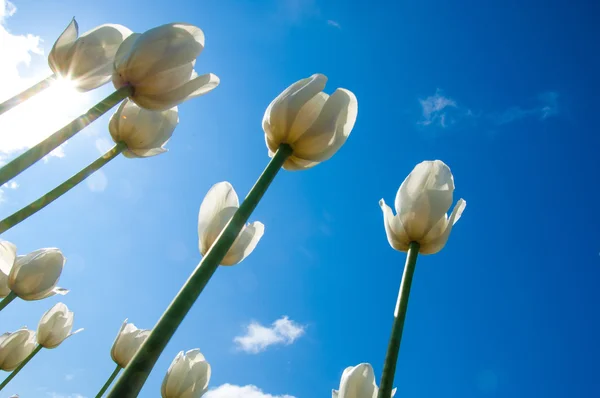 Tulips. Bulbous plant seeds. lily flowers with large, cup-shaped — Stock Photo, Image