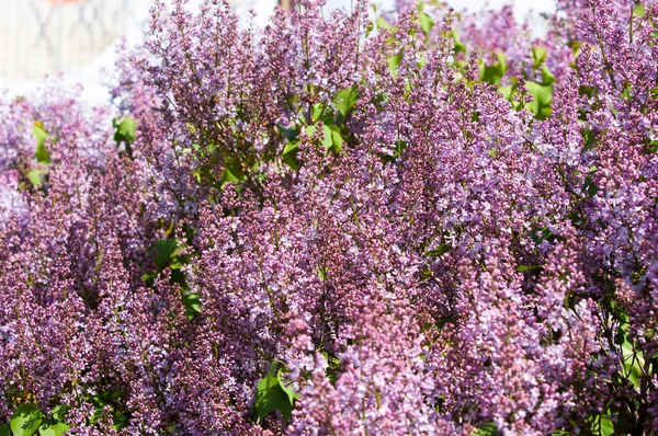 Lilac bush — Stock Photo, Image