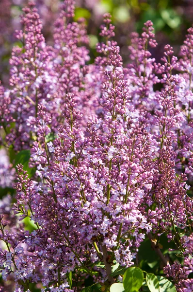 Lilac bush — Stock Photo, Image