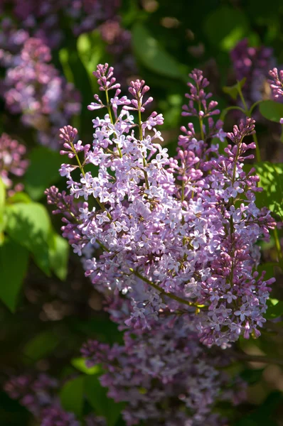 Lilac Bush Branch Spring Lilac Flowers Lilacs Bloom May Lilac — Stock Photo, Image