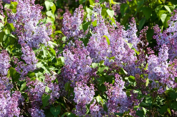 Lilac Bush Branch Spring Lilac Flowers Lilacs Bloom May Lilac — Stock Photo, Image