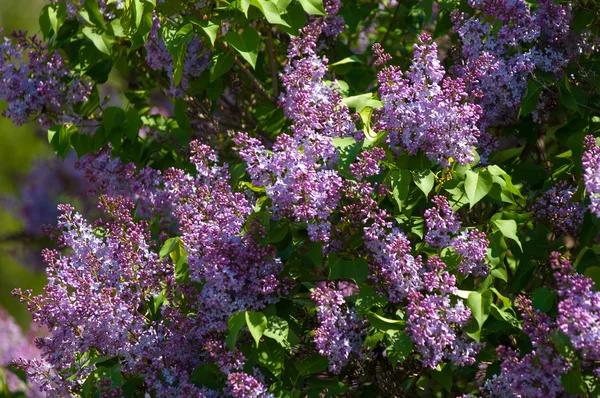 Lilac bush — Stock Photo, Image