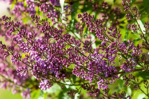 Lilac bush — Stock Photo, Image