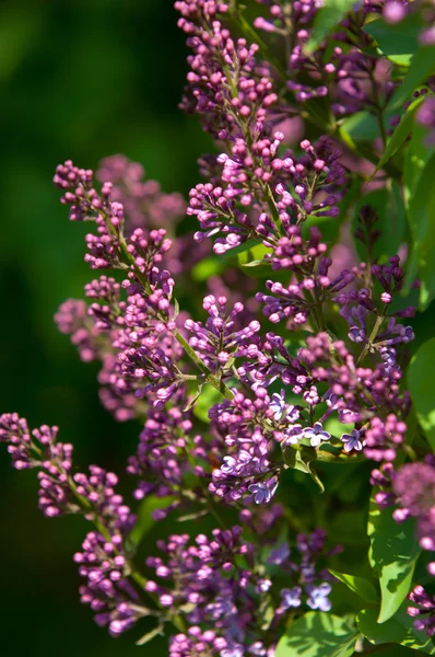 Lilac Bush Branch Spring Lilac Flowers Lilacs Bloom May Lilac — Stock Photo, Image